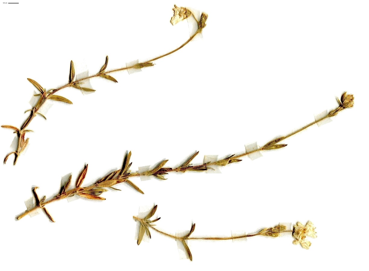 Cerastium arvense subsp. arvense (Caryophyllaceae)
